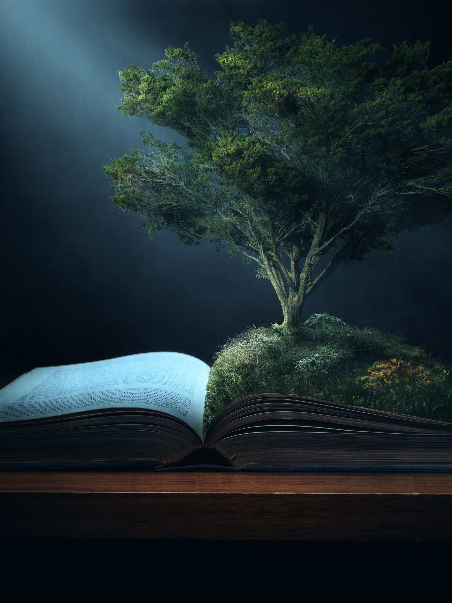 Guest Post by Willow Hoffer: To Glorify the Creator